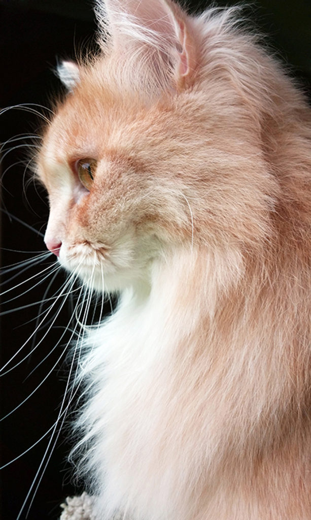 Profile of Cat