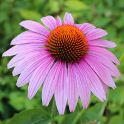 Close up of purple daisy