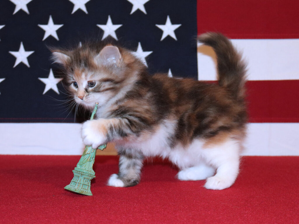 Tiny kitten with toy and flag