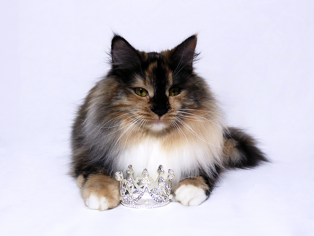 Queen Enya Thea of Winter Kot