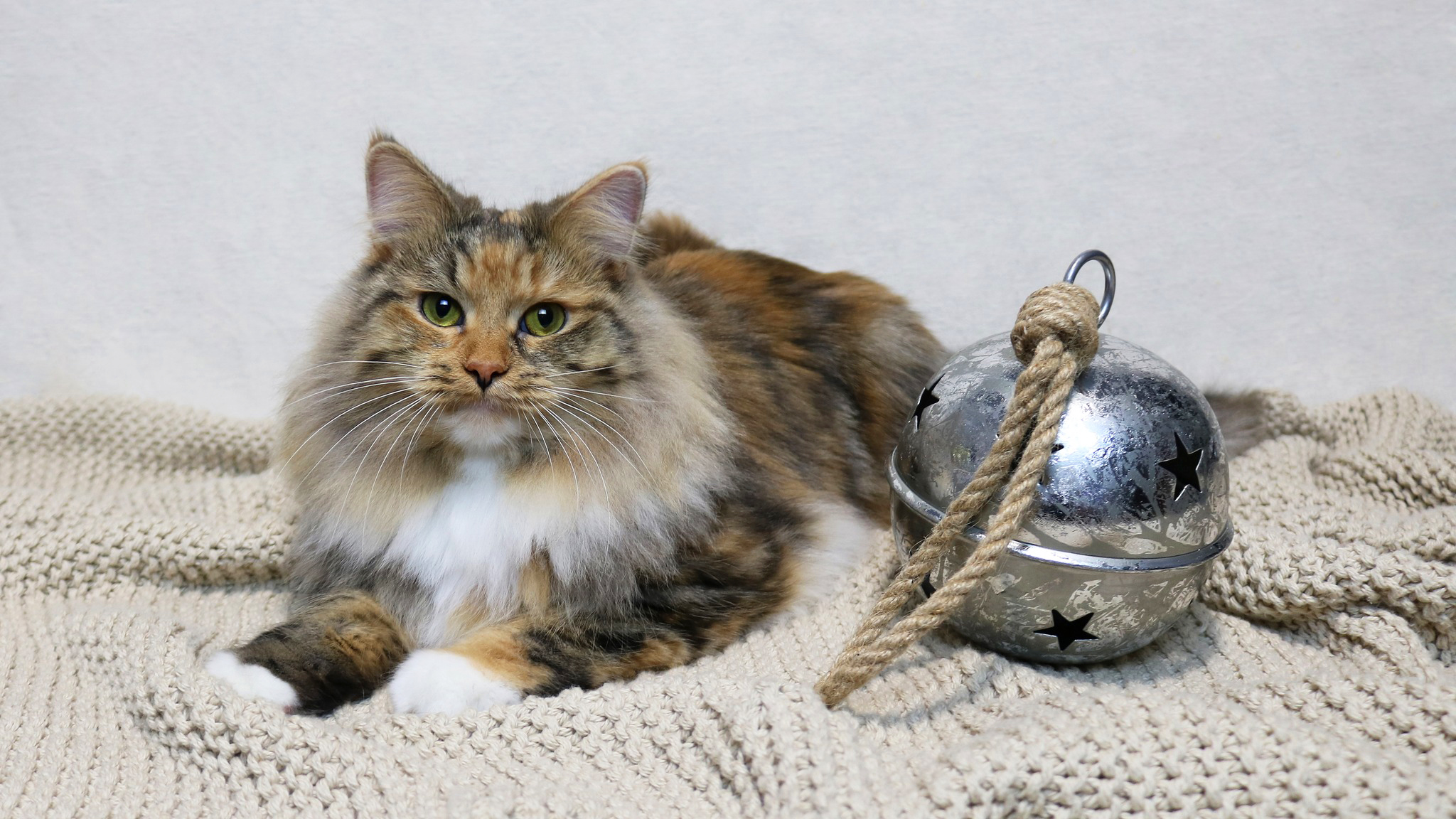 Cat with Bell