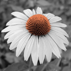 Close up of a white daisy with an orange center