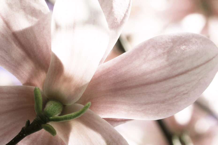 pink magnolia flowers